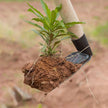 Garden Hoe - Essential Tool for Digging and Weeding in Your Garden