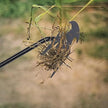 4 Teeth Multifunctional Hand Weeder - Durable Garden Tool for Weeding and Planting