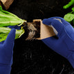 Garden Gloves - Thorn Pruning Gauntlets for Digging and Planting