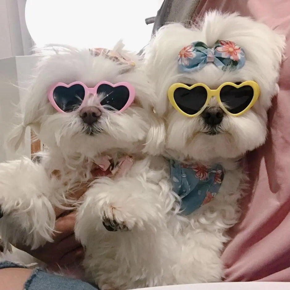 Cat Cute Sunglasses - Fun Pet Party Decor for Stylish Felines