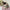 Halloween Pumpkin Clothes for Labubu - Overall Dresses for 15/17cm Dolls