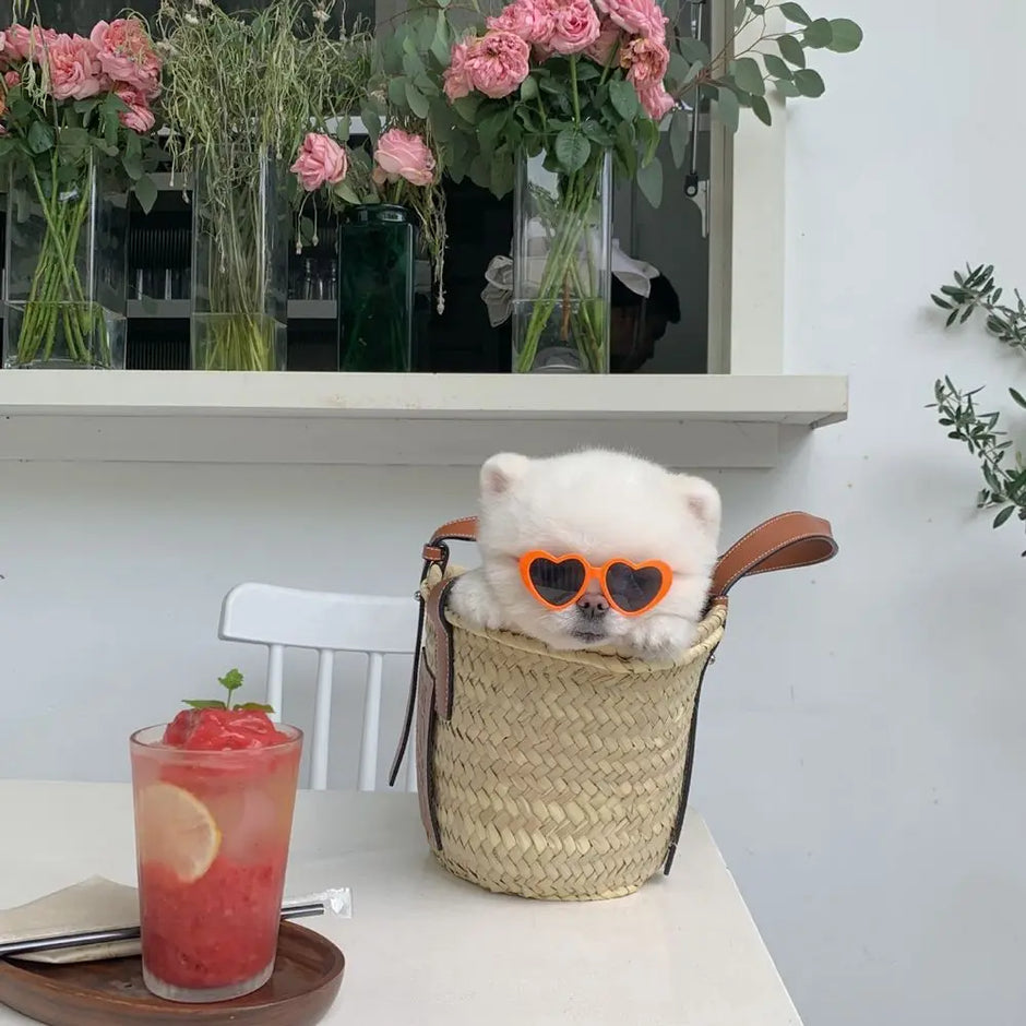 Cat Cute Sunglasses - Fun Pet Party Decor for Stylish Felines