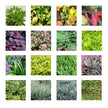 Garden Outdoor Plant Wall - Vertical Flower Pot Container for Green Spaces